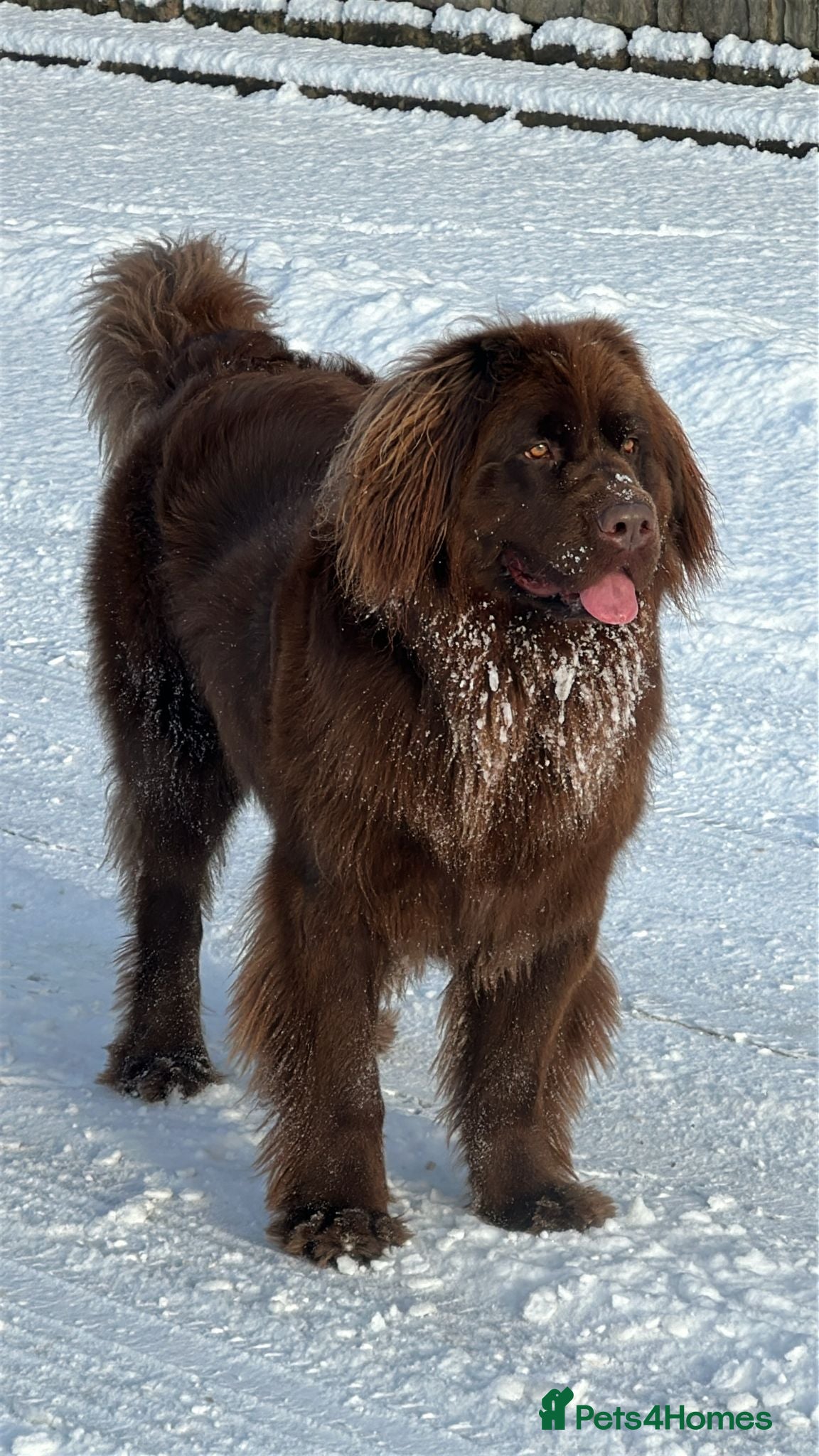 Newfoundland dogs for sale: Expected Newfoundland Pups Register Your Interest - Advert 2