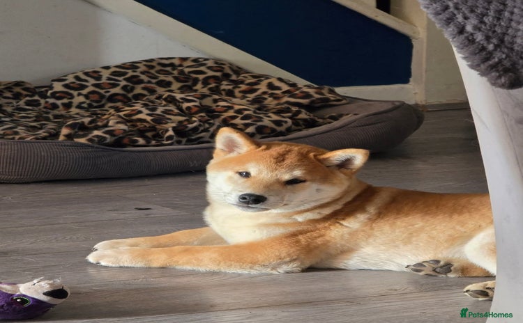 Japanese Shiba Inu dogs - Advert 1