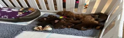 Dachshund dogs for sale:  LAST 3 Unique Dachshund Miniature KC Pups - Advert 7