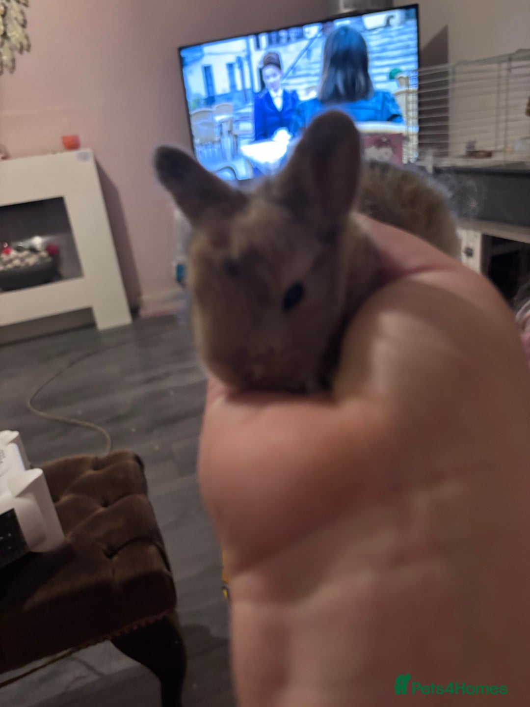 Mixed Breed rabbits for sale: Dwarf lop bunnies  - Advert 7
