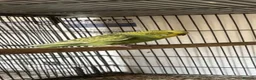 Budgerigars birds for sale: Budgies for sale - Advert 4