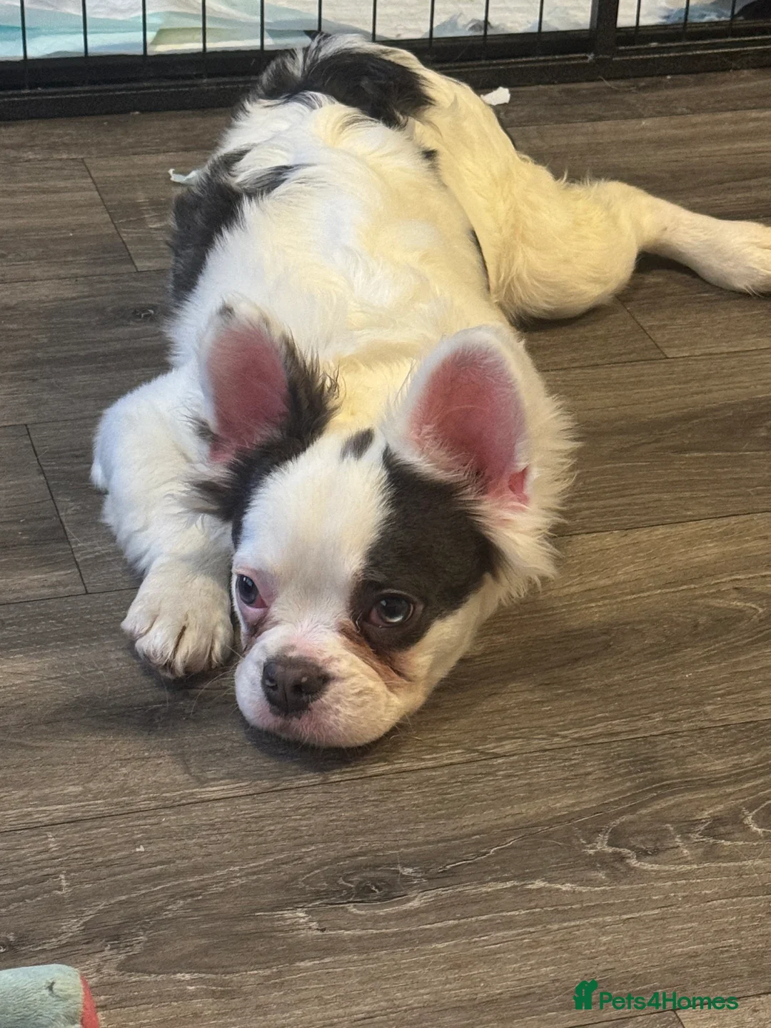 French Bulldog dogs for sale: Fluffy Frenchie - Advert 1