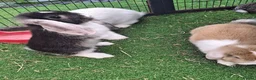 Mini Lop rabbits for sale: Mini lop - Advert 4
