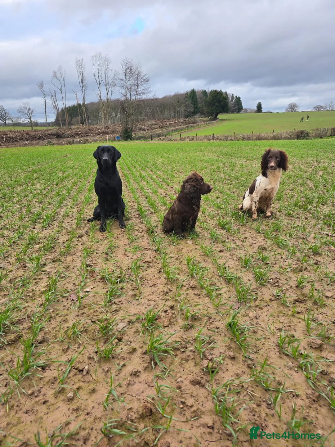 Labrador Retriever dogs for sale: Stunning KC Black and Red Labrador Puppies  - Advert 12