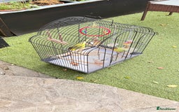 Budgerigars birds for sale: Budgies for sale  - Image 2