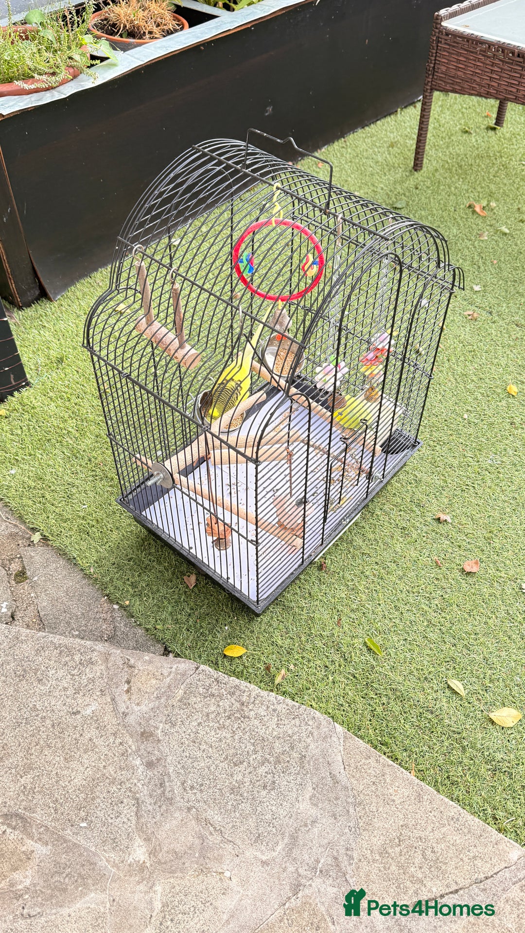 Budgerigars birds for sale: Budgies for sale  - Image 2