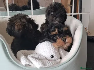 Shih Tzu dogs Pedigree Shihpoos - Advert 4