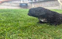 Shih Tzu dogs for sale: Black Shih tzu puppie - Image 8