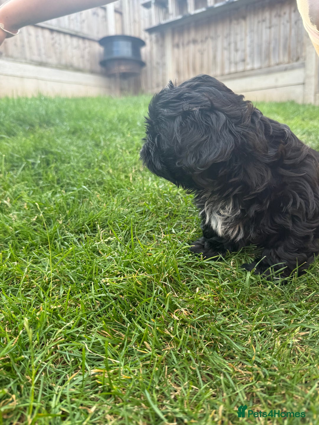 Shih Tzu dogs for sale: Black Shih tzu puppie - Image 8