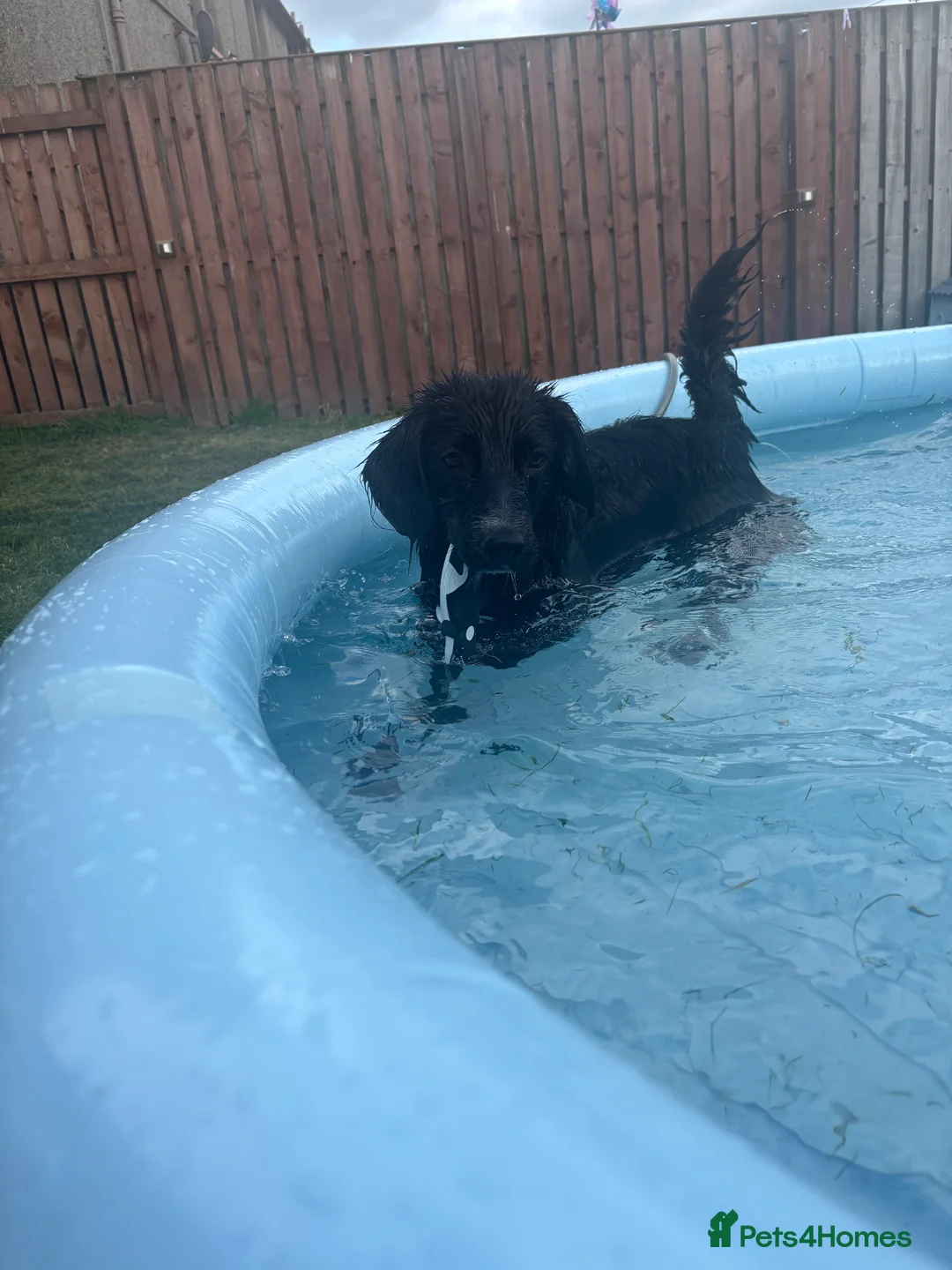 Mixed Breed dogs for sale: Rocky collie x spaniel  - Advert 2