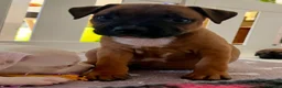 Staffordshire Bull Terrier dogs for sale: Staffordshire bull terrier puppies 🐾 - Advert 4