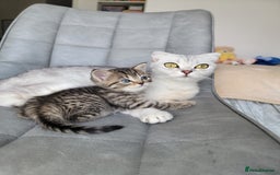 Scottish Fold cats for sale: Scottish mixed  - Image 17