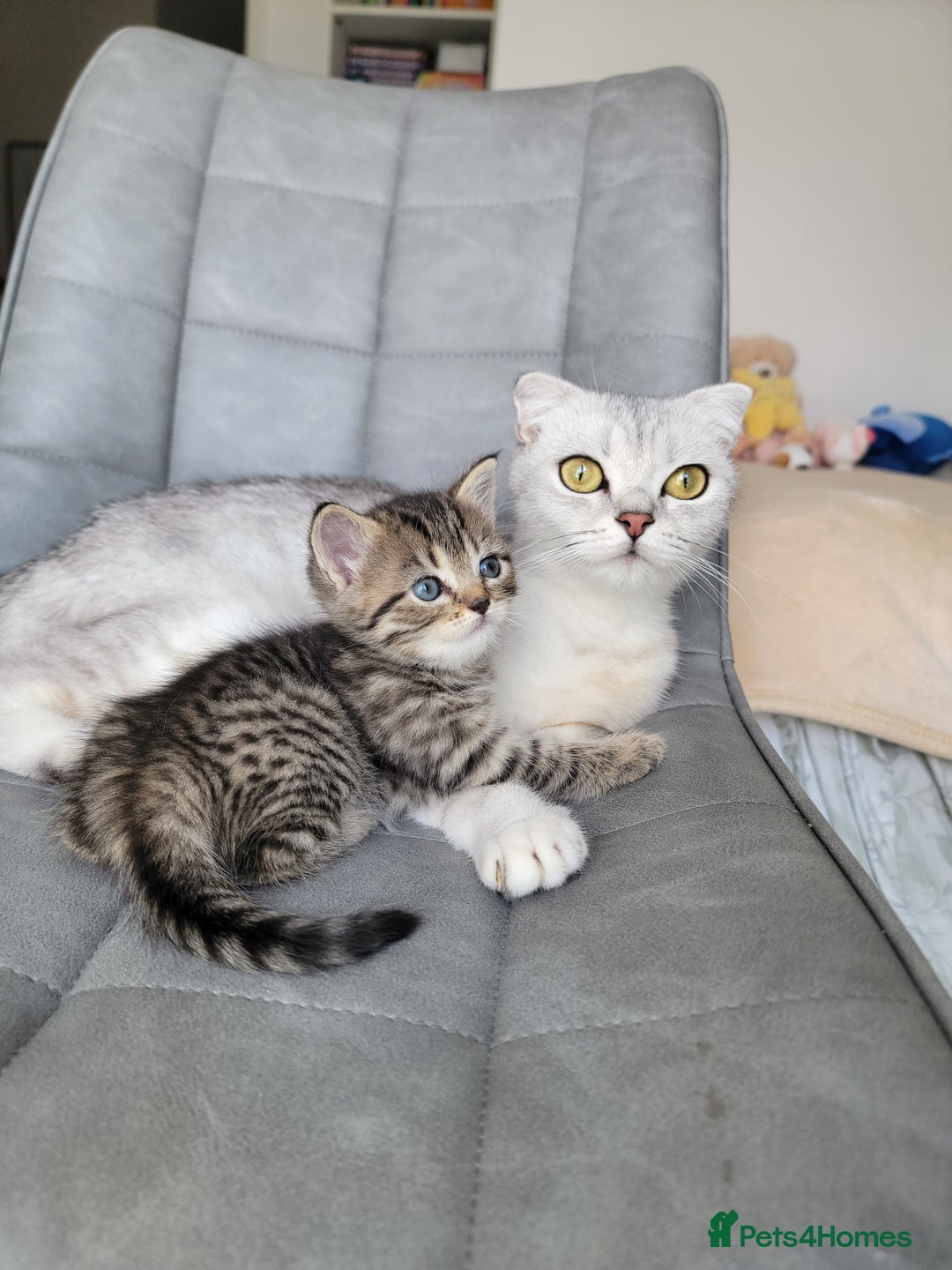 Scottish Fold cats for sale: Scottish mixed  - Image 17