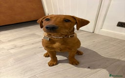 Labrador Retriever dogs for stud: Dark Fox Red KC Labrador for Stud in Hereford - Image 26