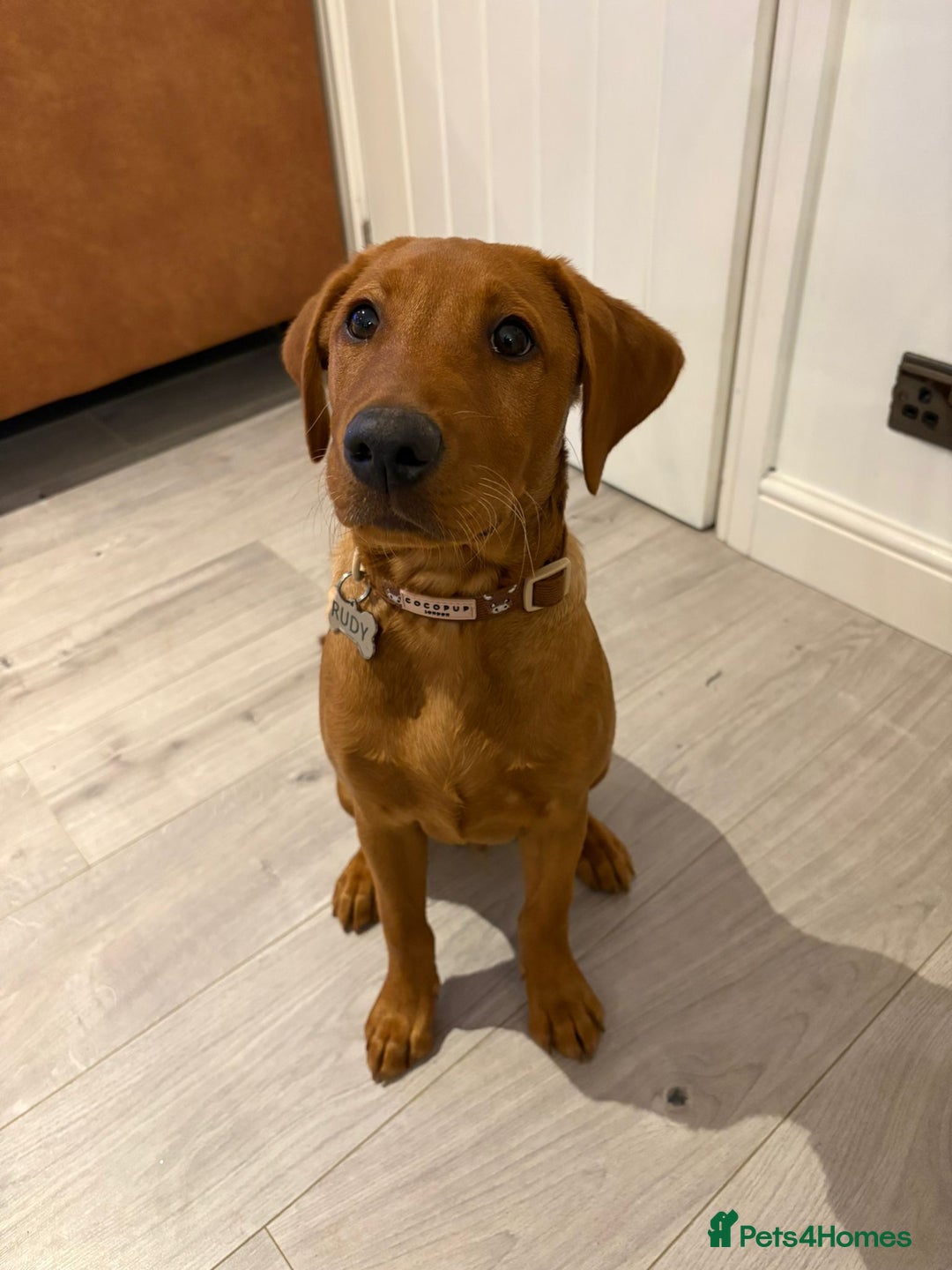 Labrador Retriever dogs for stud: Dark Fox Red KC Labrador for Stud in Hereford - Image 26