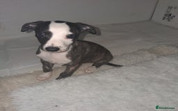 Whippet dogs for sale: Stunning whippet pups - Image 11