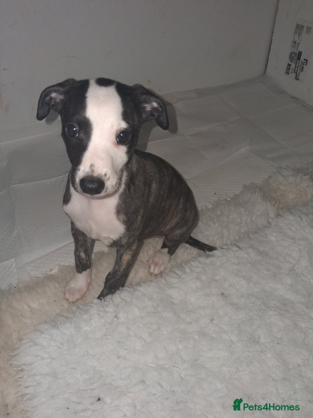 Whippet dogs for sale: Stunning whippet pups - Image 11