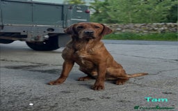 Labrador Retriever dogs for sale: Fox Red Labrador Retriever KC Registered puppies in Wetherby - Image 23