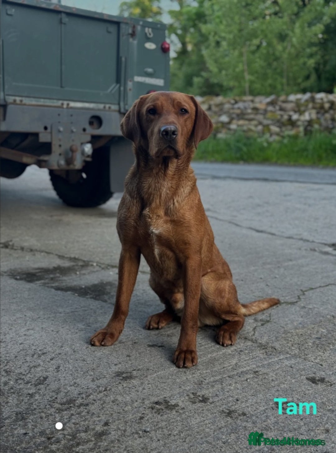 Labrador Retriever dogs for sale: Fox Red Labrador Retriever KC Registered puppies in Wetherby - Image 23
