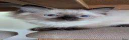 Ragdoll cats for sale: 🩵💖🩵READY FOR MY NEW HOME🥹🩵💖🩵  - Advert 27