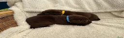 Labrador Retriever dogs for sale: Chocolate Labrador Puppies - Advert 6