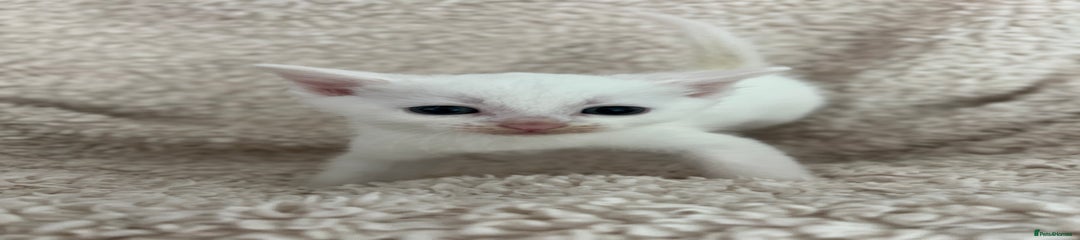 Turkish Angora Kitten 2