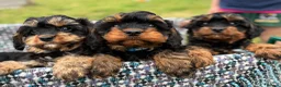 Cavapoo dogs for sale: Black and Tan Cavapoos - Advert 5