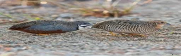 Quail poultry for sale: Healthy Quails , Chinese and Japenese Quails  - Advert 5
