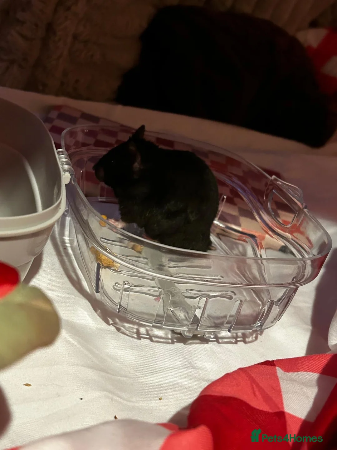 Hamster rodents for sale: Grey hamster with cage and accessories  in Liverpool - Advert 2