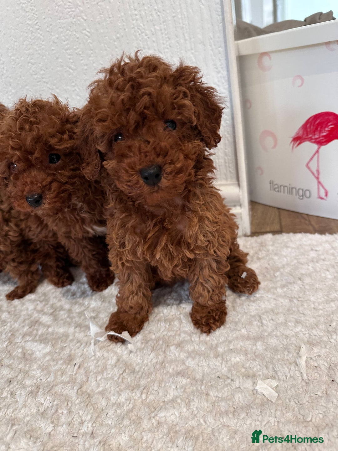 Maltipoo dogs for sale: Red coated maltipoos puppies for sale ♥️🐾 - Advert 4