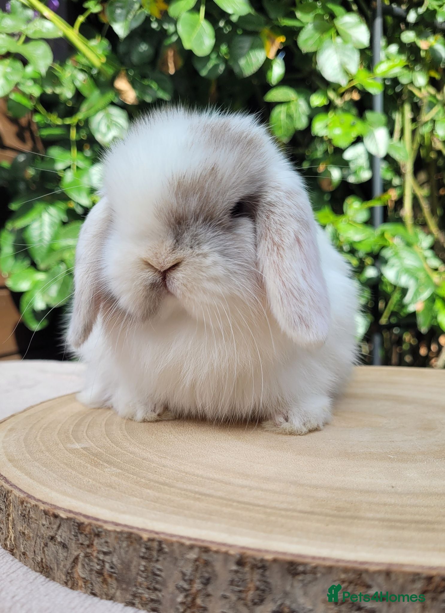 Mini Lop rabbits Beautiful pure bred mini lops - Advert 1