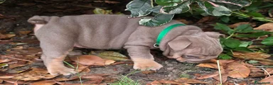 Puppy 3 dark green