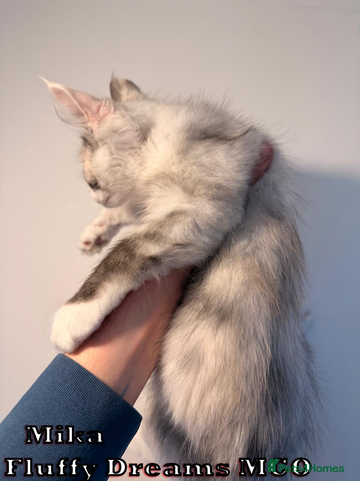 Maine Coon cats 4 Girls 1 Boy Active / Non Active N/N Tested TICA - Advert 1