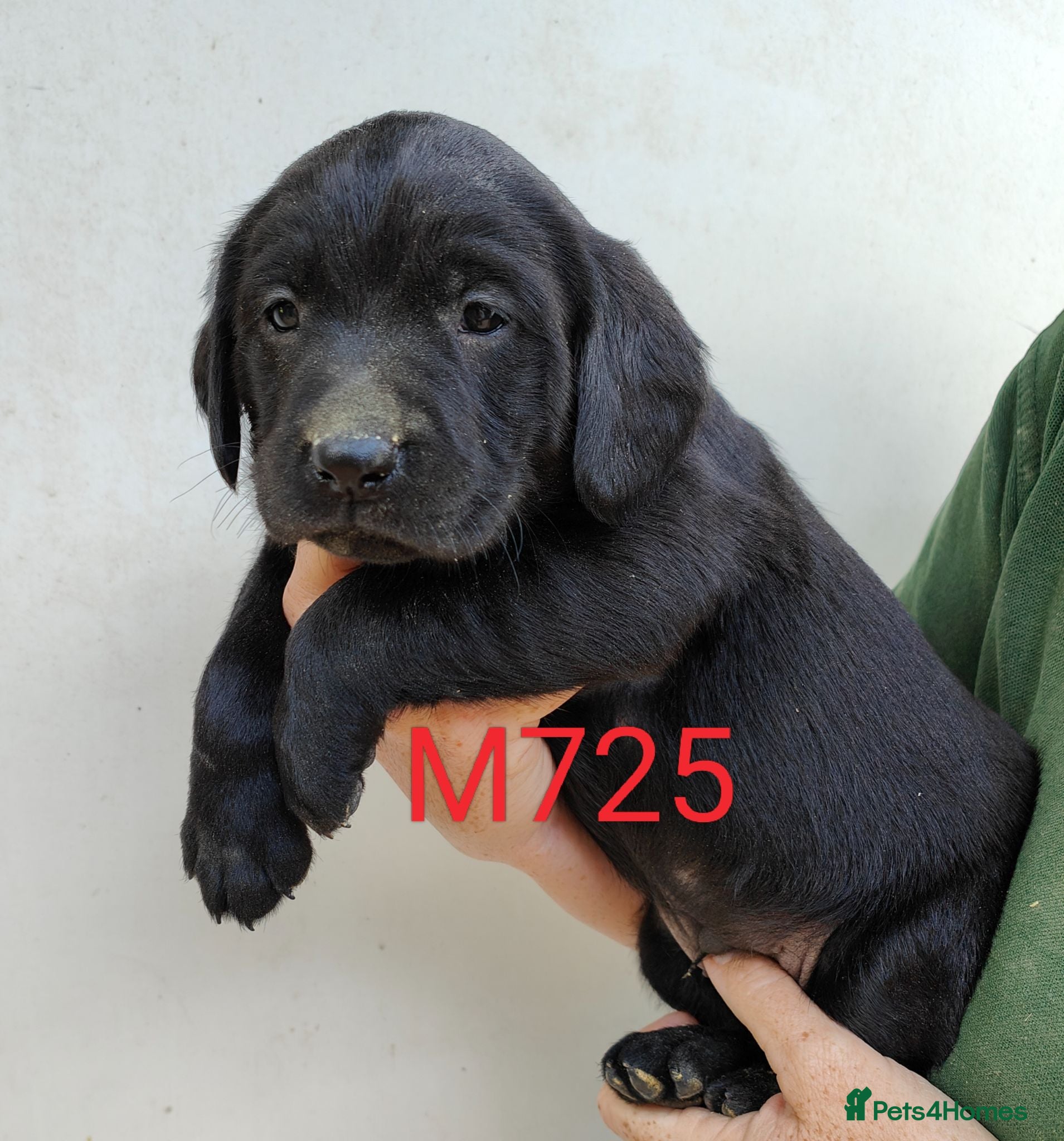 Springador dogs Lovely Springador Puppies Ready to leave now  - Advert 2