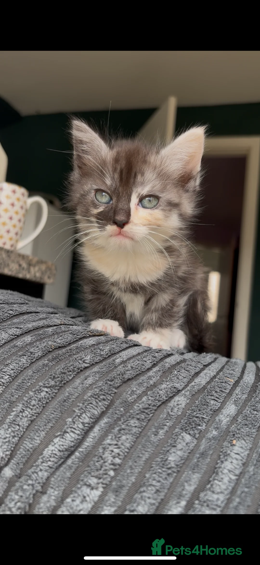 Mixed Breed cats for sale: White and ginger bengal kittens  - Advert 2