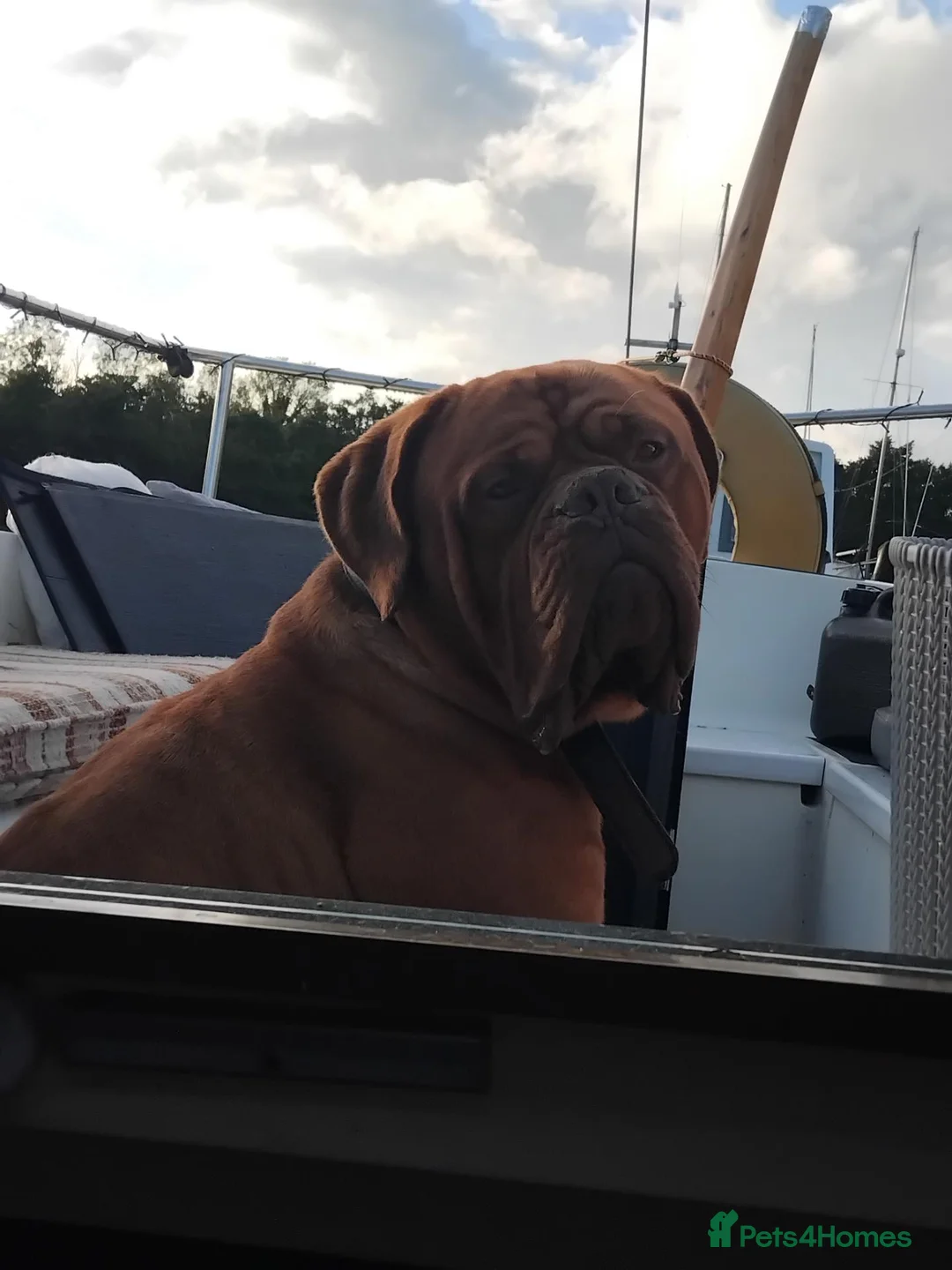 Dogue De Bordeaux dogs for stud: Up for stud - Advert 2
