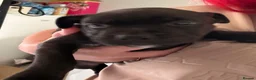 Staffordshire Bull Terrier dogs for sale: Staffy pups 3 left  - Advert 15
