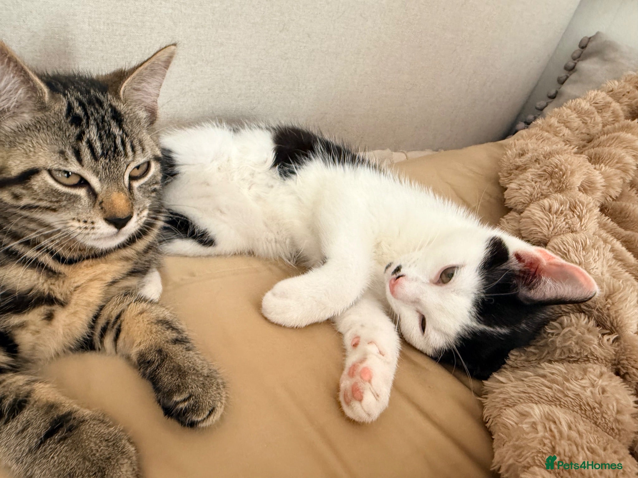Mixed Breed cats Loving home for kittens - Advert 14
