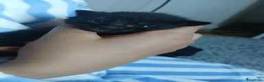 Mixed Breed 3