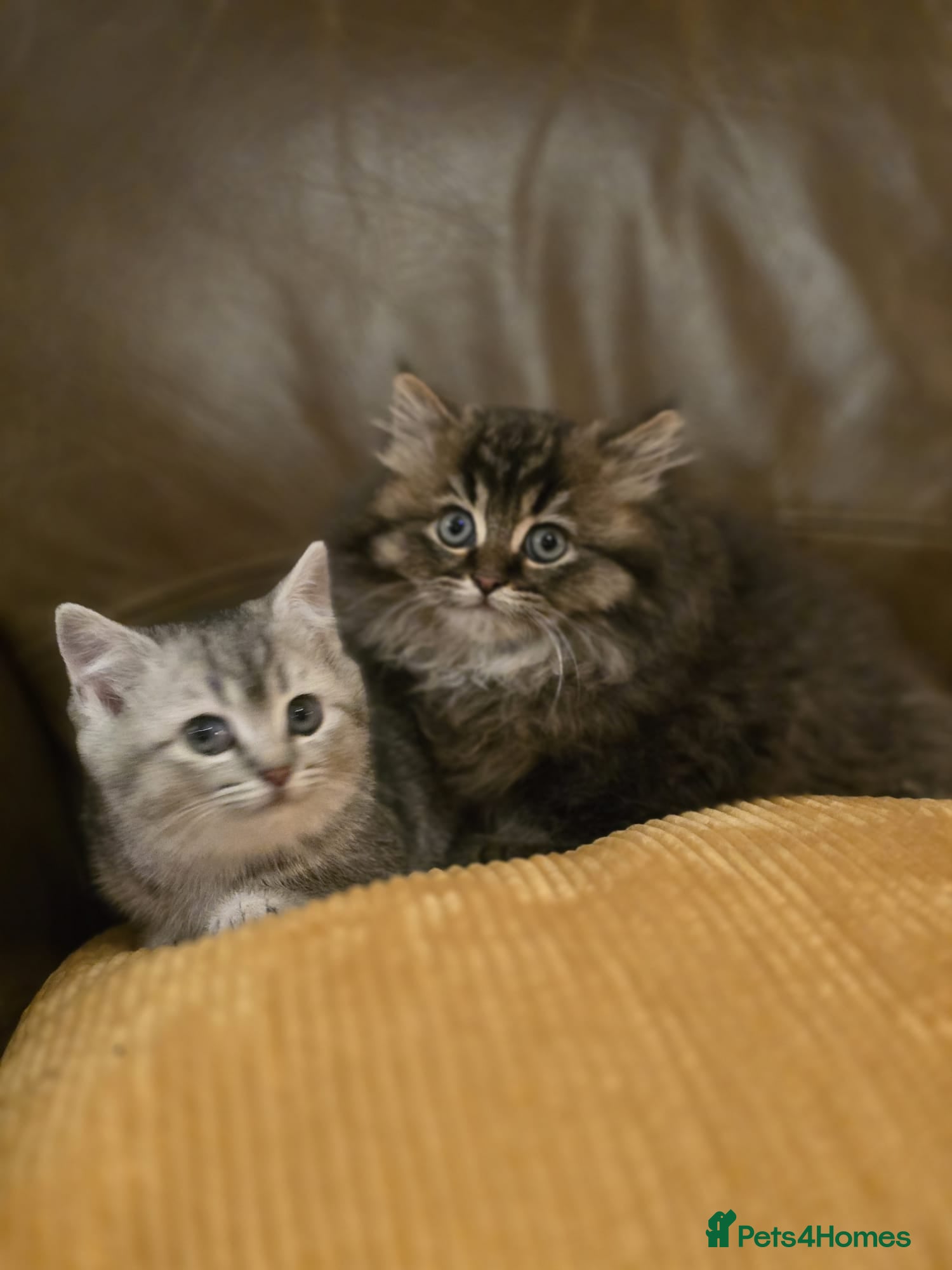 Mixed Breed cats British Shorthair mixed breed - Advert 1