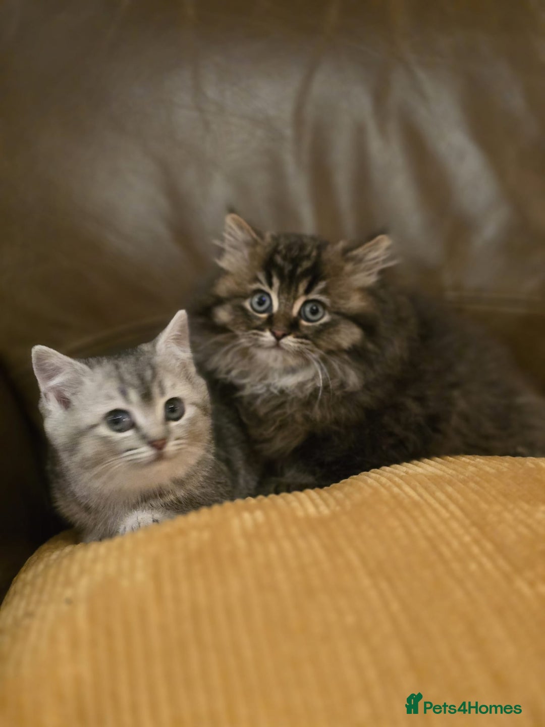 Mixed Breed cats for sale: British Shorthair mixed breed - Advert 1