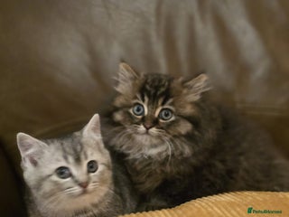 Mixed Breed cats British Shorthair mixed breed - Advert 1