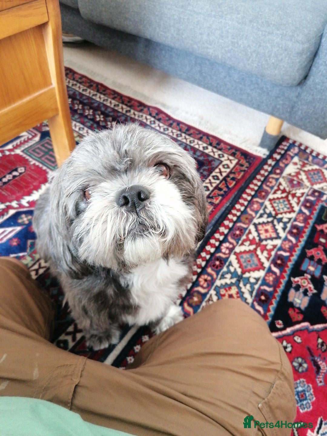 Shih Tzu dogs for sale: Boy charlie - Image 2