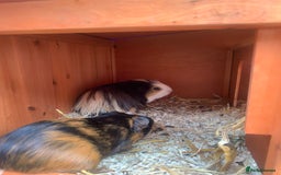 Guinea Pig rodents for sale: 2 male young Guinea pigs - Image 3