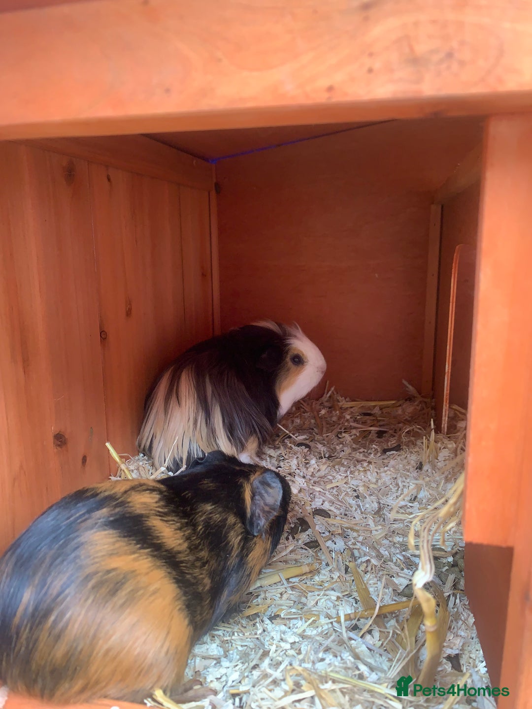 Guinea Pig rodents for sale: 2 male young Guinea pigs - Image 3