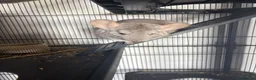 Chinchilla rodents for sale: Two Male chinchillas  in Pontypridd - Advert 7