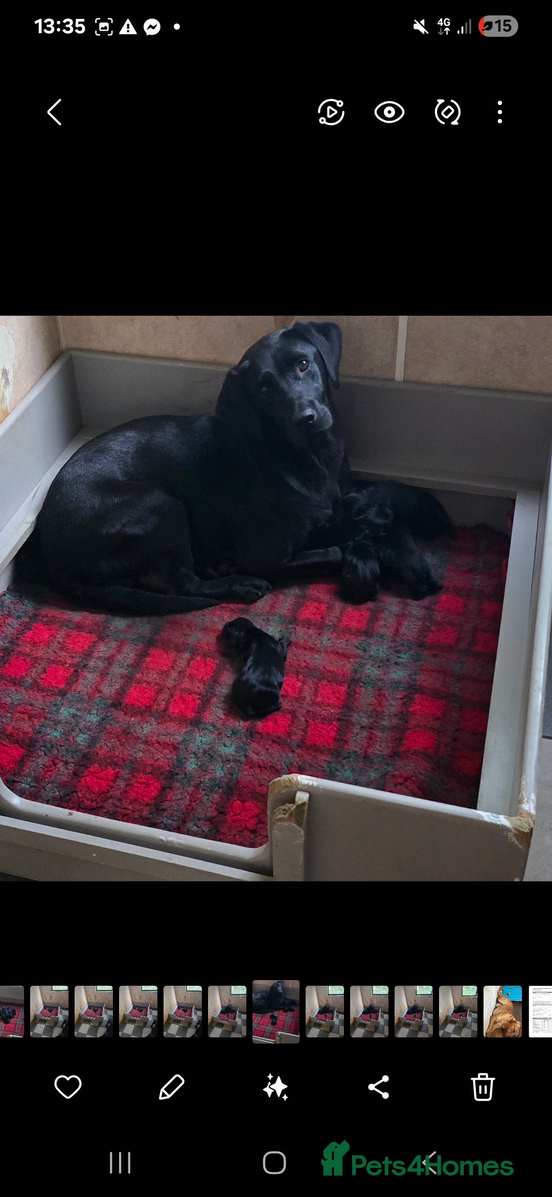Cockerdor dogs for sale: Stunning cockerdor pups - Image 4