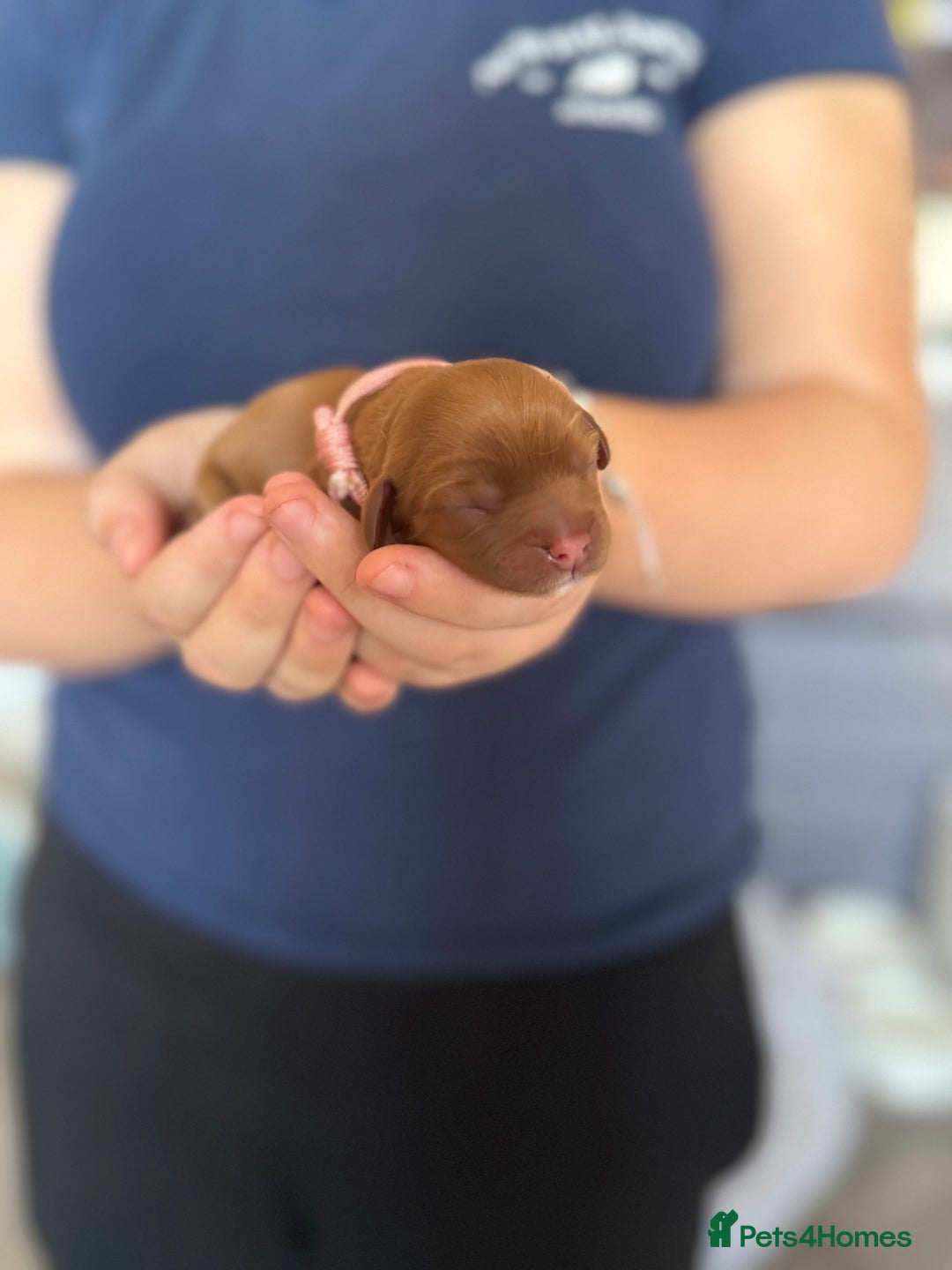 Cavalier King Charles Spaniel dogs for sale: Beautiful Ruby Cavalier King Charles Pups  - Image 11