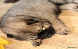 Chow Chow dogs for sale: Stunning CHOW CHOW rare colours 🌪️🍫 KC ✅ 🏆🩸  - Image 3