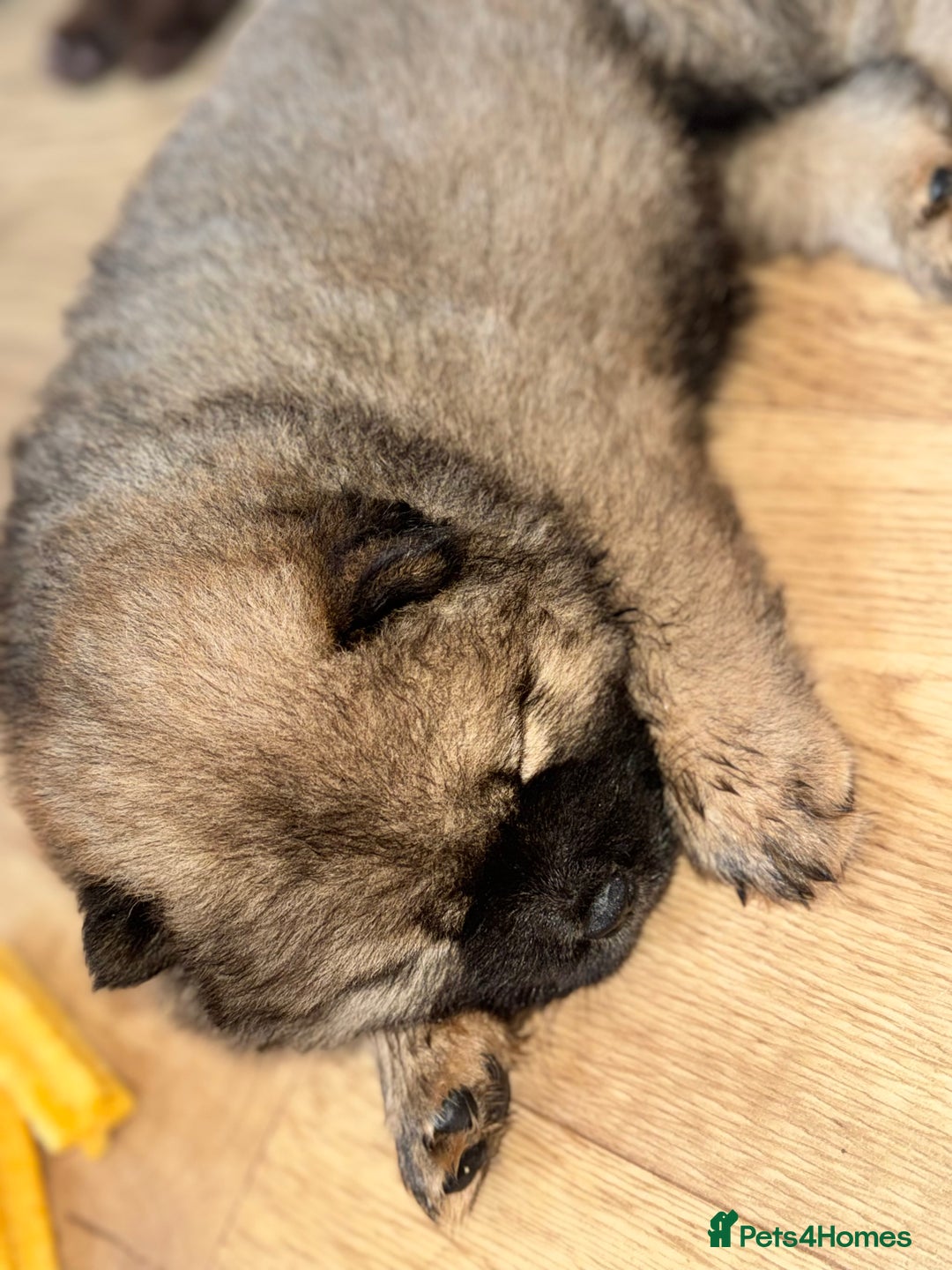 Chow Chow dogs for sale: Stunning CHOW CHOW rare colours 🌪️🍫 KC ✅ 🏆🩸  - Image 3